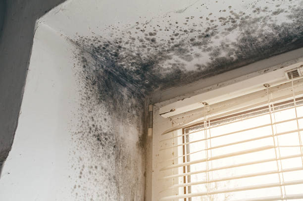 Affordable Mold Cleanup solutions in Freeburg, IL