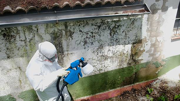 Top rated local Mold Cleanup specialists in Freeburg, IL